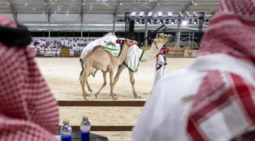 مزاد الهجن بمعرض الصقور والصيد السعودي 2025 يحصد مبيعات بـ1.5 مليون ريال